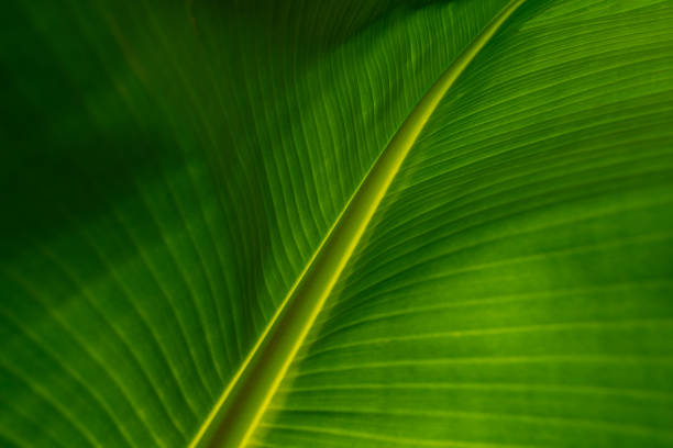istock Banana leaf texture background. Green leaf with water droplets in leaf. 1456827760