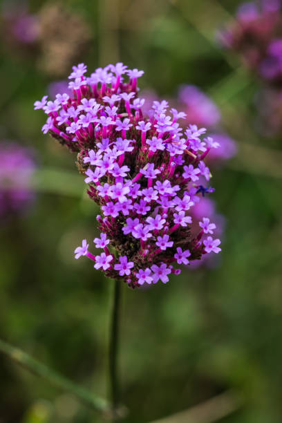 istock Verbena flowers in Thai 1456827821