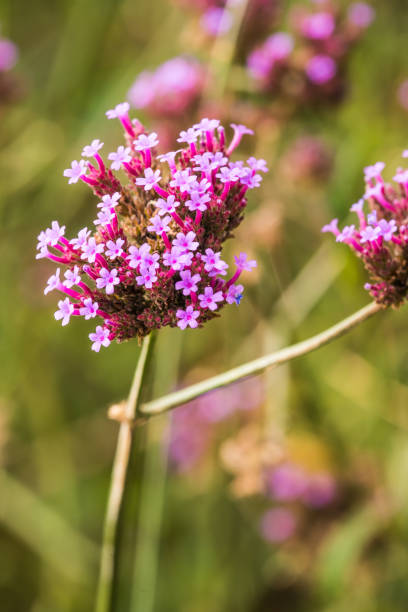 istock Verbena flowers in Thai 1456827834