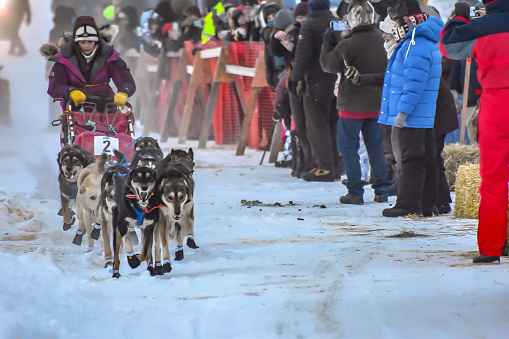 January 14, 2023 Glennallen, Alaska.  Alaskan Musher guides dogs on the trail as they begin the long race through snow, trees, and all that the Copper Basin trail puts before them. The starting line is a place of great excitement and activity. As the mushers make their way past the starting gate, anticipation hangs in the air. N