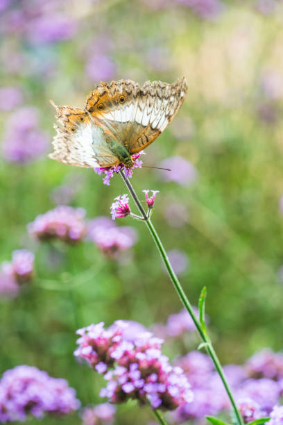 istock Verbena flowers with butterfly in Thai 1456827885