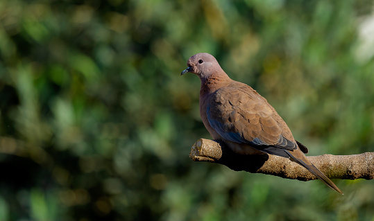 Laughing dove resting on a tree branch on a sunny day