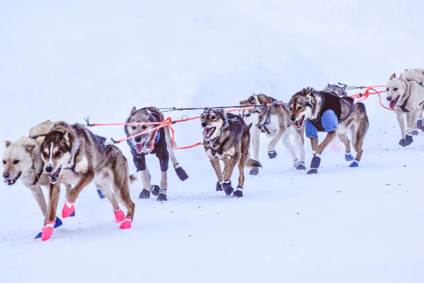 Dogs of the Sled - Alaska Dogsled Team Glennallen, Alaska, USA, Dogs of The Sled - Alaska dogs are in full run as they make their way down the trail.  With a winning look of determination the dogs of the sled work in tandem as they race through the snow towards victory. dogsledding stock pictures, royalty-free photos & images