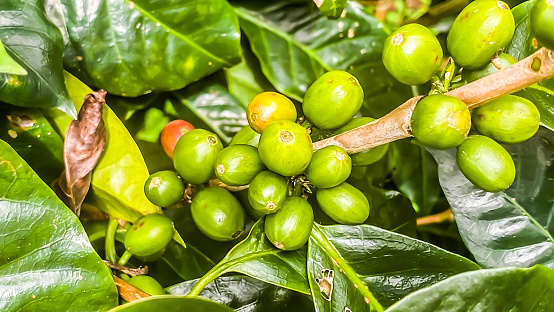 The Kona coffee is very popular for those who enjoy coffee. The beans continue to ripen on the plant. They will turn red when they are ready to harvest.