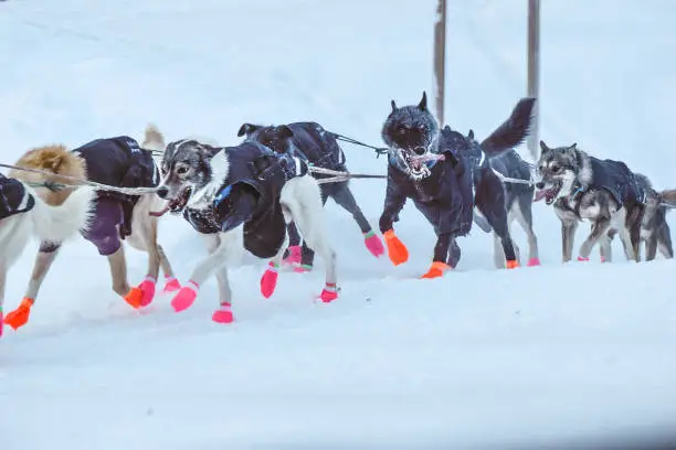 Glennallen, Alaska, USA, Dogs of The Sled - Alaska dogs are in full run as they make their way down the trail.  With a winning look of determination the dogs of the sled work in tandem as they race through the snow towards victory.