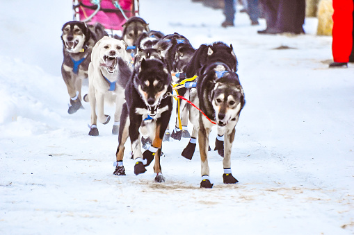 Glennallen, Alaska, USA, Dogs of The Sled - Alaska dogs are in full run as they make their way down the trail.  With a winning look of determination the dogs of the sled work in tandem as they race through the snow towards victory.