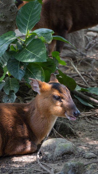 istock A brown Formosan Reeves's Muntjac 1 1456828220