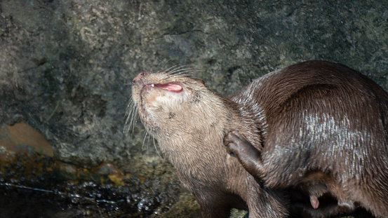 A Sea Otter, (enhydra lutris), rests on its back.