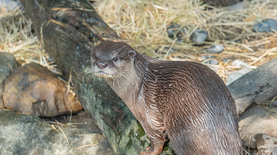 An otter with brown hair