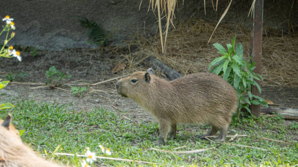 istock Cute little capybara on the grass 2 1456829016