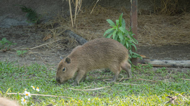istock Cute little capybara on the grass 1456829020