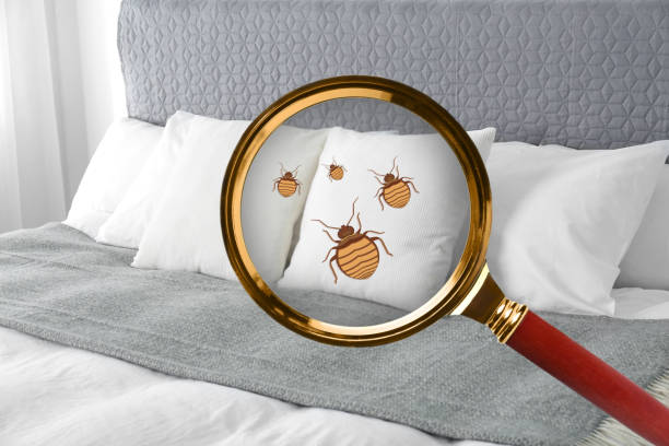 istock Magnifying glass detecting bed bug in bedroom, closeup view 1456829200
