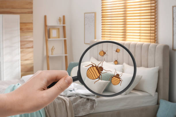 istock Woman with magnifying glass detecting bed bugs in bedroom, closeup 1456829236
