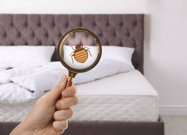 istock Woman with magnifying glass detecting bed bugs in bedroom, closeup 1456829237