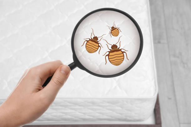 istock Woman with magnifying glass detecting bed bugs on mattress , top view 1456829283