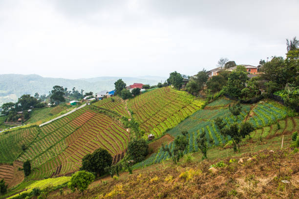 istock Natural view in Thai, Thailand 1456829389