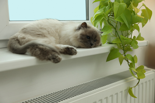 Cute Birman cat on windowsill near radiator at home