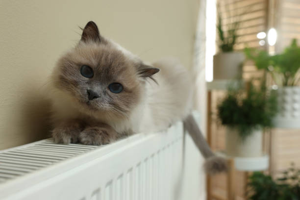 Cute Birman cat on radiator at home