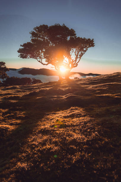istock Laural Tree on Madeira, Fanal 1456831639