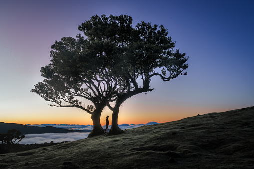 A person between two Laural Trees is watching sunset