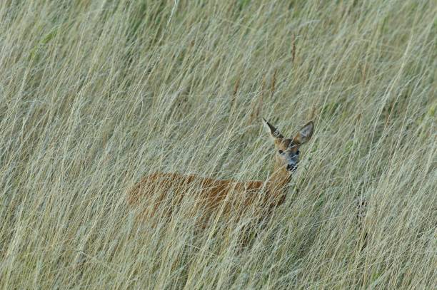 istock Roe fawn walks hidden in tall grass in a meadow 1456832876