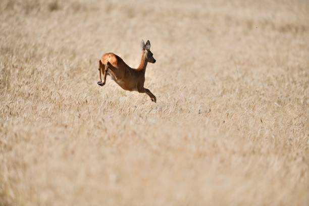 Roe deer jumping in agricultural field stock photo