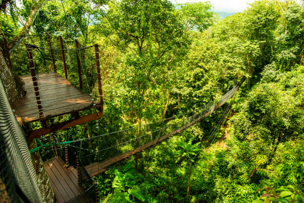 istock Tree Top Walk in Mae Fah Luang Garden 1456833825