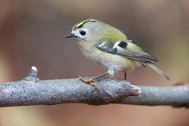 Photo of Goldcrest, regulus regulus, in a larch tree