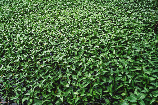 A capture of hydroponic vegetable harvesting in a tropical island, Thoddoo; a green field completely overgrown with ground vegetation with leaves in triangle shapes over water