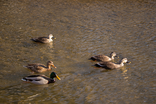 Three Spot-Billed Ducks and a pair of mallard ducks swimming in a shallow water.