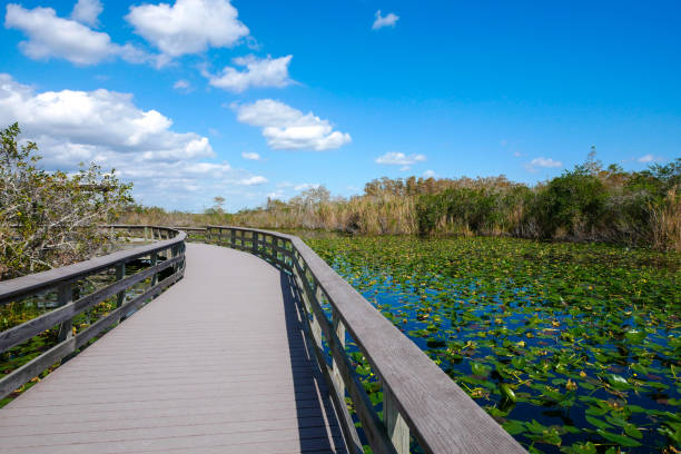 istock Boardwalk on Pond in Everglades National Park (Florida) 1456835629