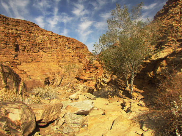 istock A single thorn tree, sheltered in a small dry ravine in the Fish River Canyon in Namibia. 1456836688