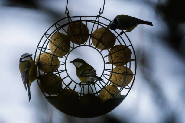 Great tit (Parus major) group on a fat ball bird feeder on a winter day in Finland.