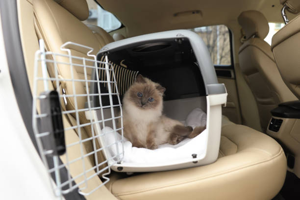 Cute grey cat inside pet carrier in car Cute grey cat inside pet carrier in car transportation cage stock pictures, royalty-free photos & images