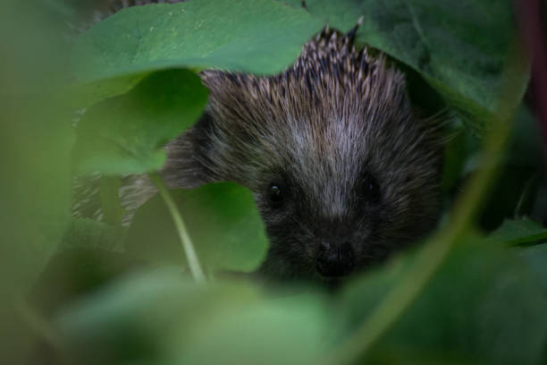 Close up of a hedgehog looking at the camera