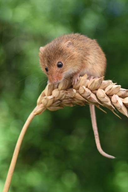 Field mouse balancing in wheat Field mouse balancing in wheat wild mouse stock pictures, royalty-free photos & images