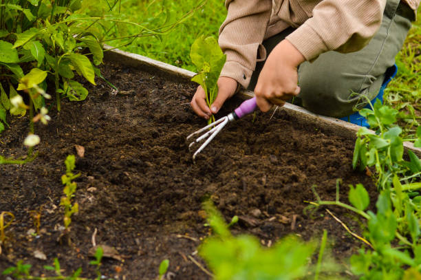 Boy hand holding young vegetable sprout before planting in fertile soil