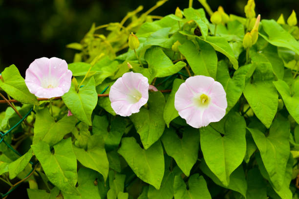 istock Convolvulus arvensis grows and blooms in the field 1456841058