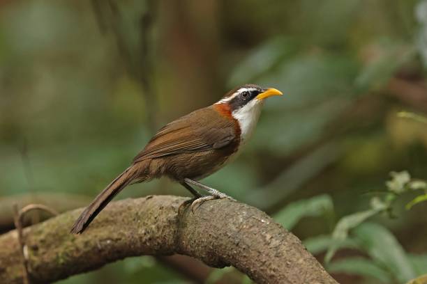 white-browed scimitar-babbler - jungle babbler imagens e fotografias de stock