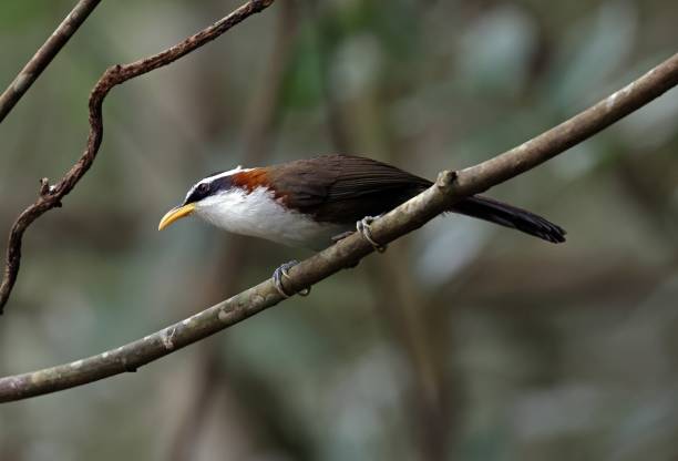 흰 눈썹을 친 시미타르 바블러 - jungle babbler 뉴스 사진 이미지