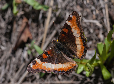 Aglais milberti, the fire-rim tortoiseshell or Milbert's tortoiseshell, is considered the only species of the proposed Aglais genus that occurs in North America. Great Basin National Park, Nevada.