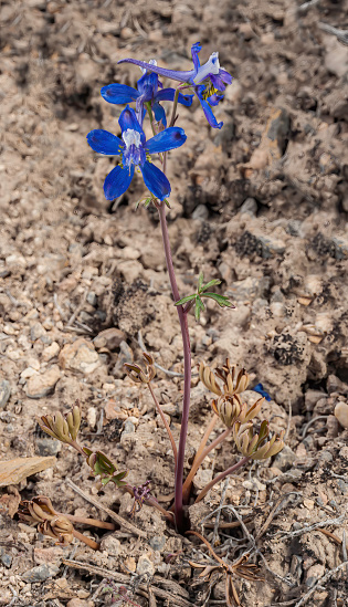 Anderson's Delphinium, Anderson's Larkspur, Delphinium andersonii; Great Basin National Park, Nevada; Great Basin Desert; Ranunculaceae Family
