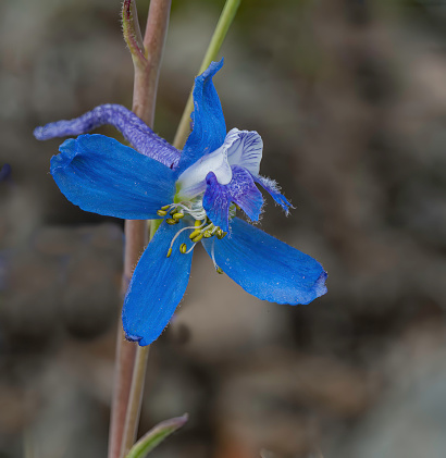 Anderson's Delphinium, Anderson's Larkspur, Delphinium andersonii; Great Basin National Park, Nevada; Great Basin Desert; Ranunculaceae Family