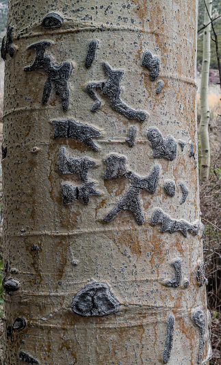 Basque aspen tree carvings called arborglyphs on trees in the Great Basin National Park in Nevada. Populus tremuloides