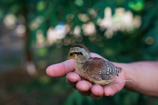 Human holding a little chicken in hands, on a nature background.