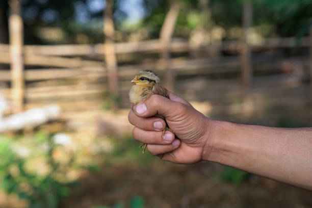 Human holding a little chicken in hands, on a nature background.