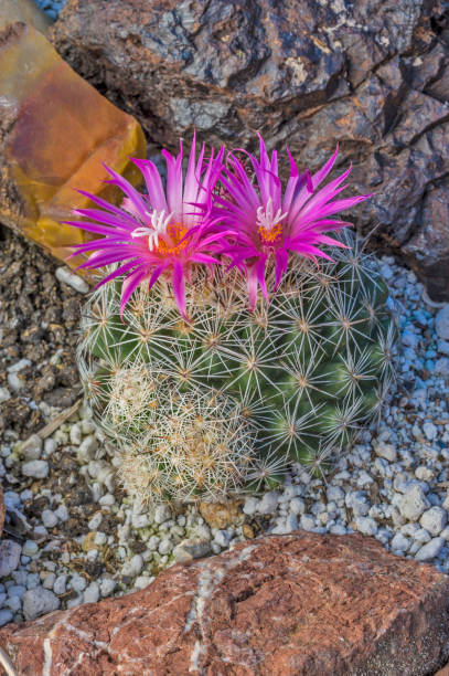 escobaria vivipara lub coryphantha vivipara – gatunek kaktusa z gatunku kaktusów, w tym kolczastego i kaktusa.  ograniczone do pustyń mojave i sonoran. park narodowy great basin, nevada. - coryphantha zdjęcia i obrazy z banku zdjęć