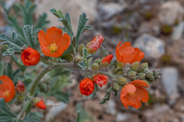 istock Gooseberry leaved globemallow, Currant leaf desert mallow, gooseberryleaf globemallow, Sphaeralcea grossularifolia, Great Basin National Park, Nevada. 1456844783