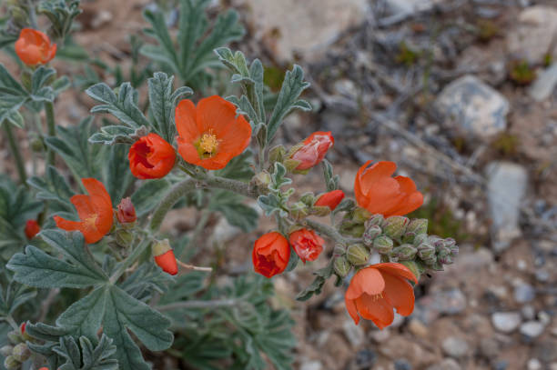 istock Gooseberry leaved globemallow, Currant leaf desert mallow, gooseberryleaf globemallow, Sphaeralcea grossularifolia, Great Basin National Park, Nevada. 1456844784