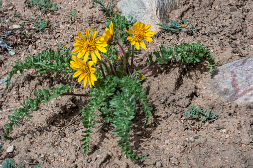 Hooker Balsamroot, Hooker's Balsamroot, Balsamorhiza hookeri, Great Basin National Park, Nevada. Great Basin Desert. Asteraceae Family